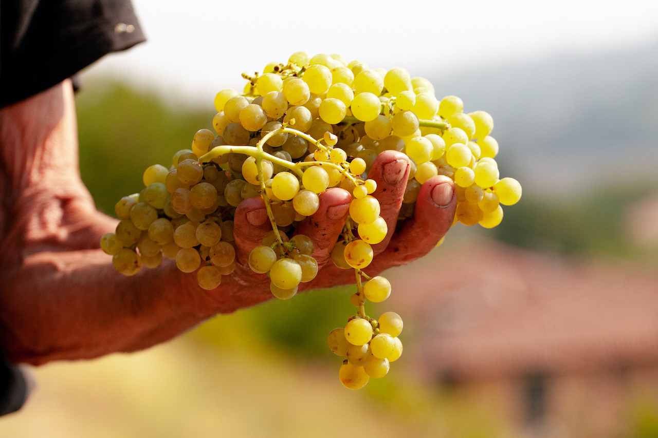Azienda Agricola Vinicola Piero Gatti Moscato Asti Santo Stefano Belbo langhe