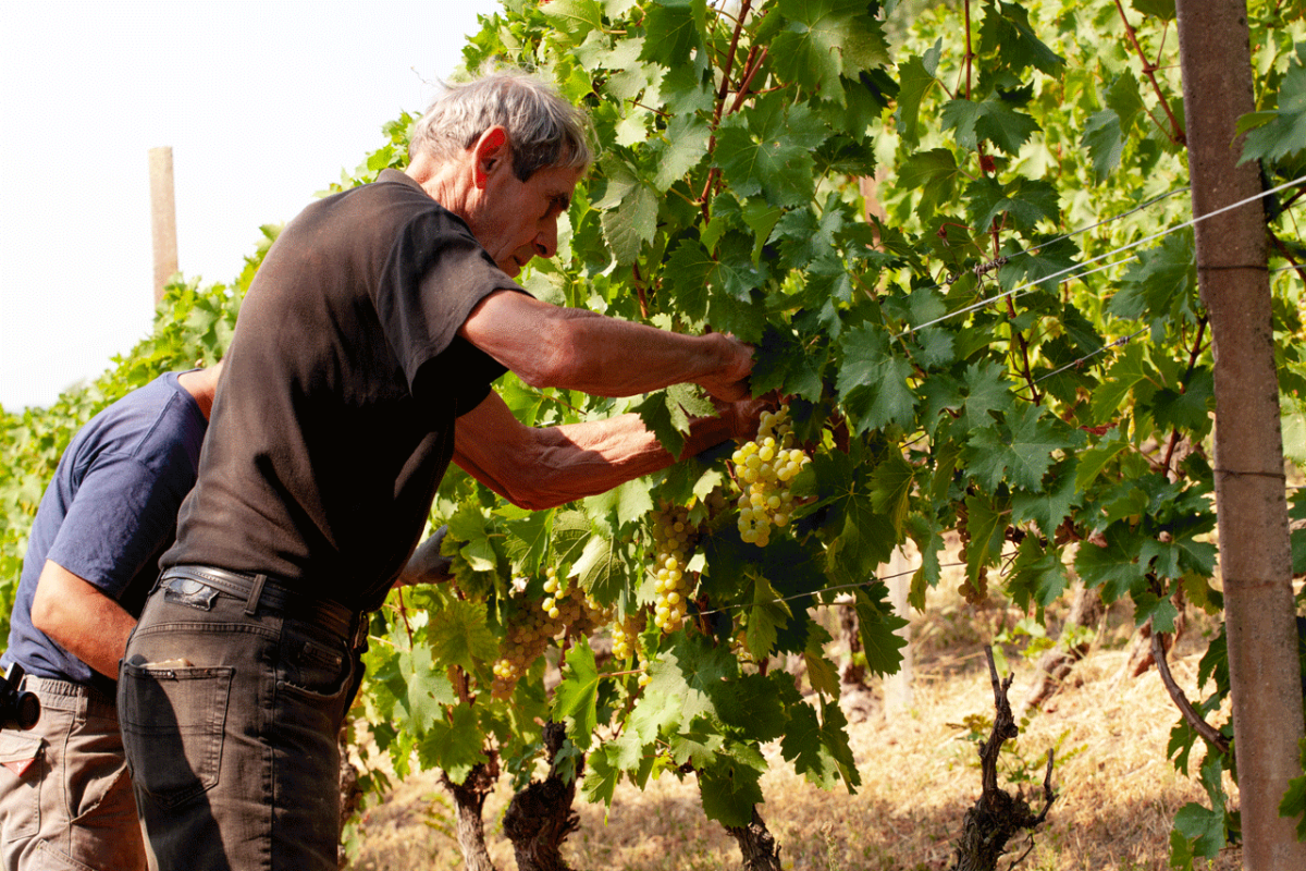 la vendemmia tradizionale a mano Langhe Piero Gatti Moscato