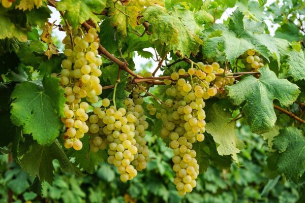 grappolo di furmentin, vitigno autoctono del Piemonte, tipico nella zona di Cossano Bello e Santo Stefano Belbo.